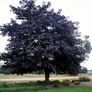 Javor mliečny (Acer platanoides) ´CRIMSON KING´  - výška 150-190cm, kont. C5L 